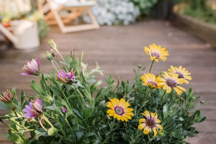 African Daisy Seeds