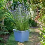 Cornflower (Centaurea Cyanus) – وردة الكرنك / زهرة القنطريون