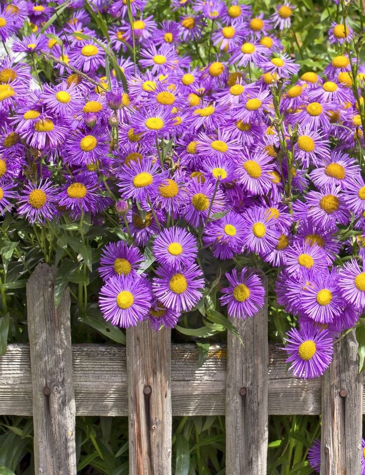 Aster Plant - Image 3