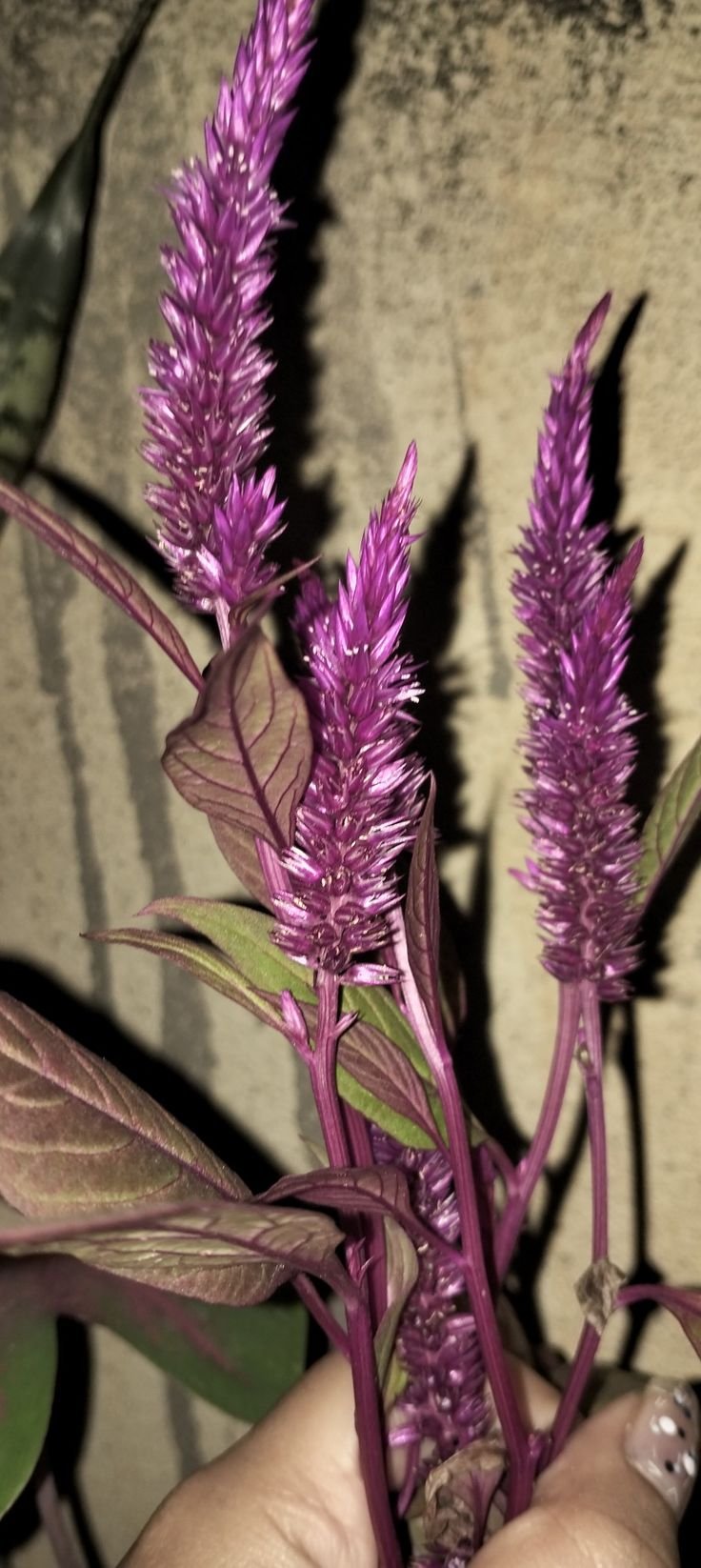 Silver Cock’s Comb (Celosia argentea) – عرف الديك الفضي