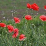 Common Poppy (Papaver Rhoeas)